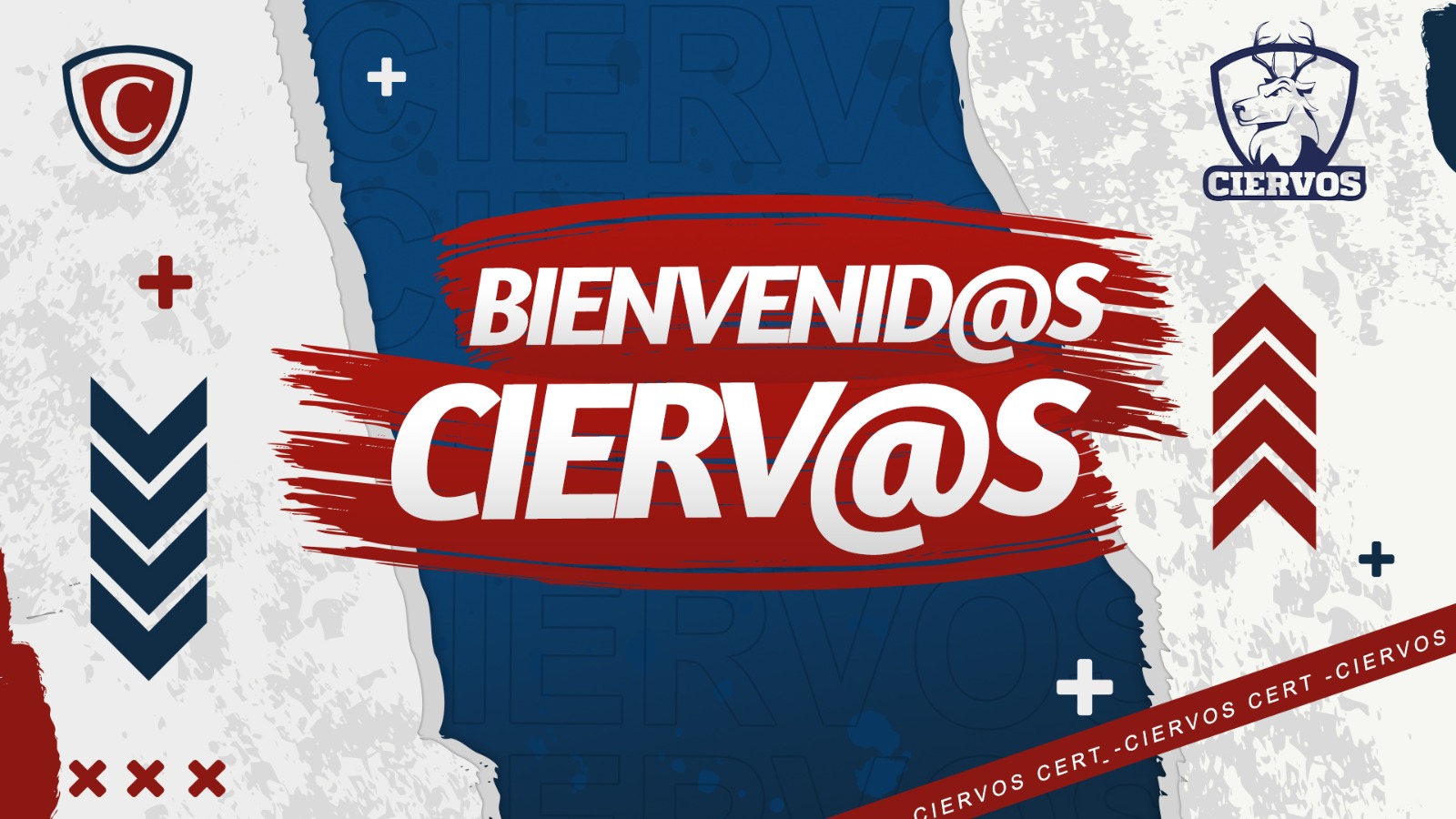 BIENVENIDA CIERVOS 